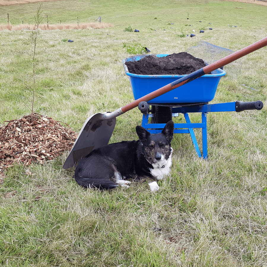 Dog under shovel